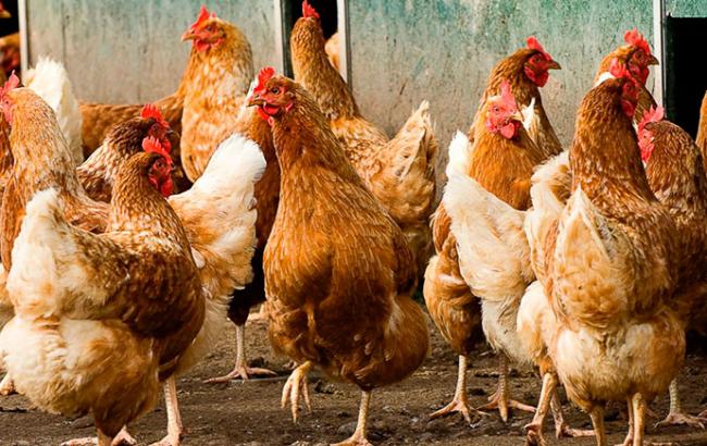 Украина ограничила ввоз мяса птицы из Австрии и некоторых регионов Германии