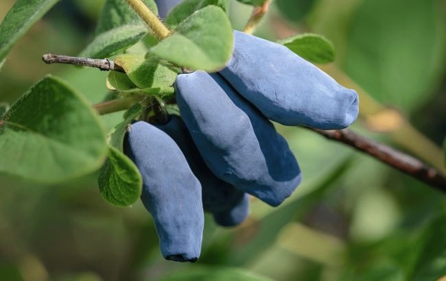 Недооцінена ягода, яка уповільнює старіння: зверніть увагу в магазині