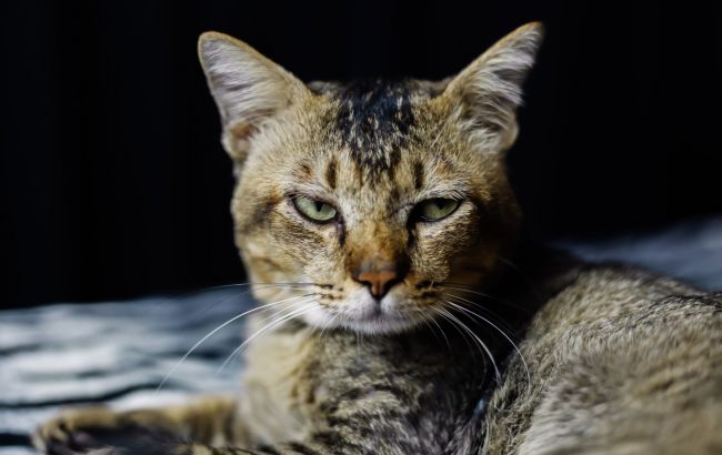 Ось як кішка "говорить", що в неї щось болить