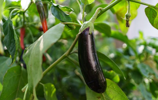 Чому жовтіє листя на баклажанах і як цього позбутися: найкращі народні методи