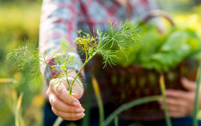Кріп буде рости "як на дріжджах": як отримати неймовірний урожай завдяки горілці