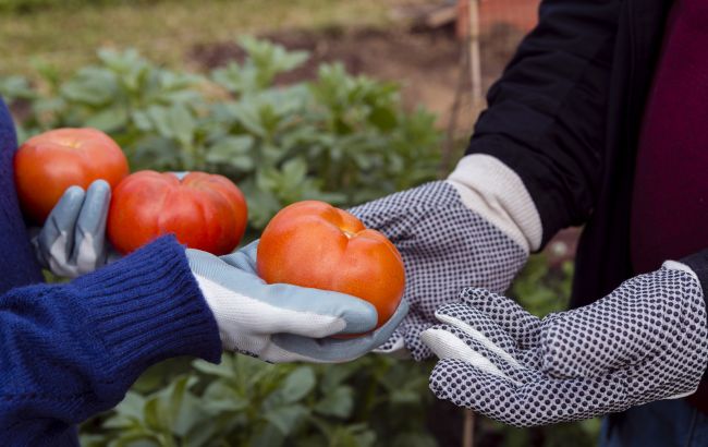 Що посадити в теплиці після помідорів і огірків, щоб не виснажити землю