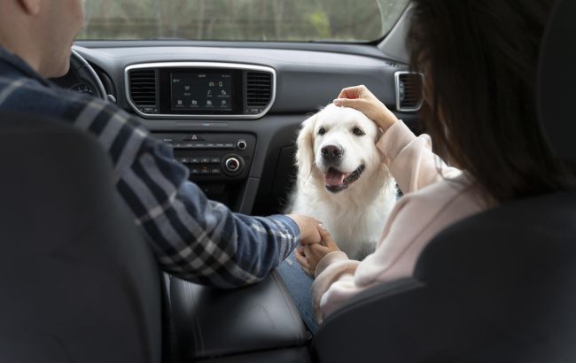 Як очистити салон машини від шерсті тварин: лайфхак для автомобілістів