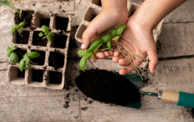 7 лучших рецептов почвы для рассады всех основных овощей