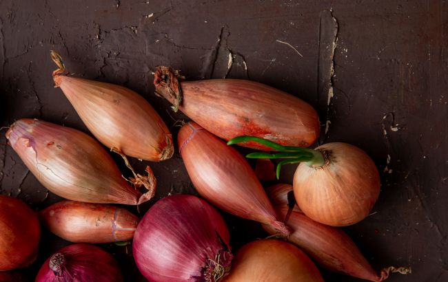 Коли потрібно садити цибулю для гарного врожаю: поради досвідчених городників