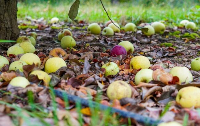 Вот что можно сделать с опавшими яблоками, которые гниют
