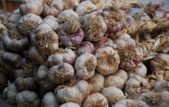 Названы причины, из-за которых чеснок портится при хранении: на что обратить внимание