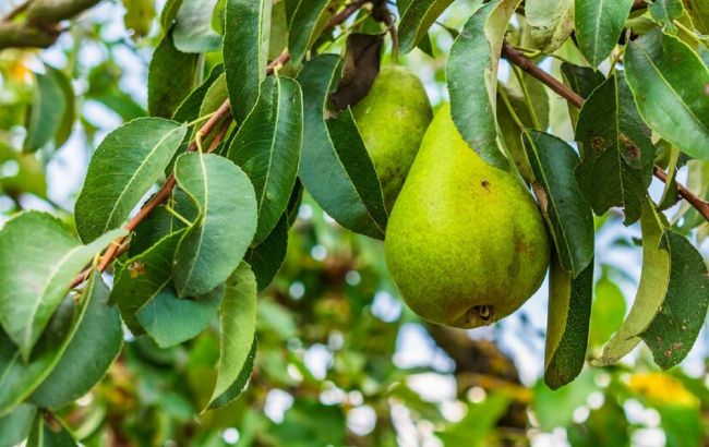 6 обов'язкових дій, щоб підготувати грушу до зими