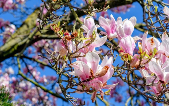Свято сьогодні, 6 квітня: що не можна робити, народні прикмети, у кого День ангела