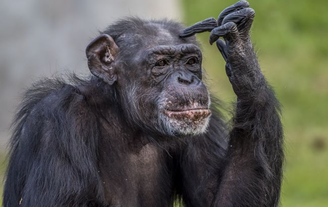 Топ-5 найрозумніших тварин у світі