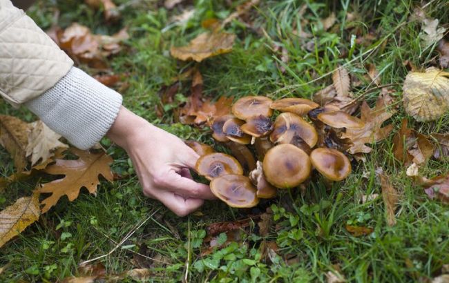 Головний секрет грибника: які дерева "полюбляють" різні гриби