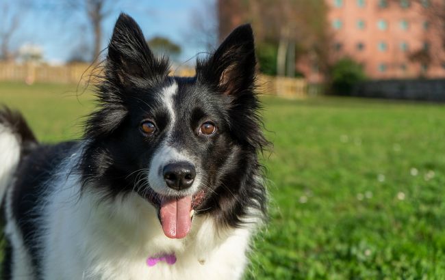 Тренер назвал три популярные породы собак с самым плохим поведением