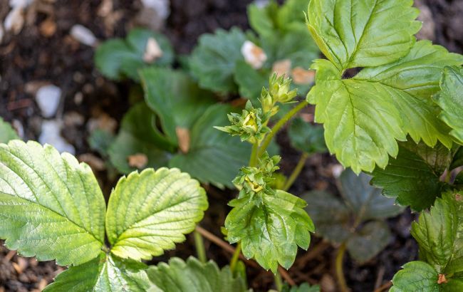 Вы потеряете урожай клубники, если не сделаете в саду одну простую вещь
