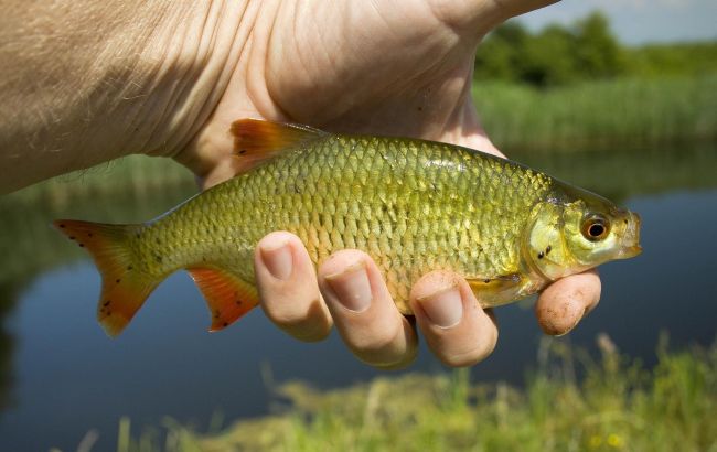 Місячний календар риболовлі на червень 2025: які дні принесуть найкращий улов