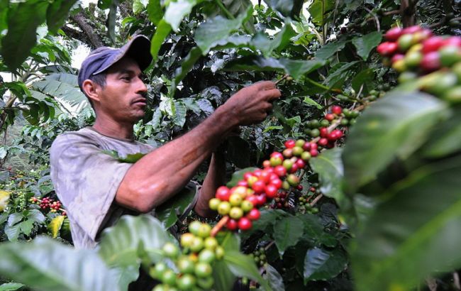 Ученые прогнозируют исчезновение кофе к 2080, - Independent