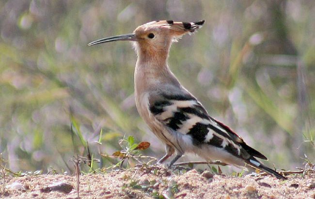 Король із "ірокезом": чим дивує одуд - птах, якого ви точно бачили в Україні
