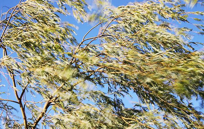 Синоптики предупреждают о сильном ветре в Киеве