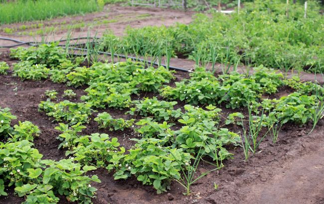 Головний секрет урожайного городу на багато років: як правильно скласти схему сівозміни рослин