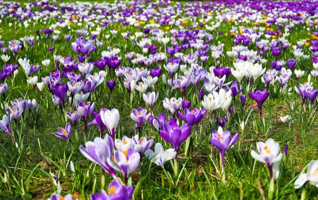 Такое бывает раз в году! Почему стоит поспешить в Карпаты, чтобы увидеть цветение крокусов (фото)