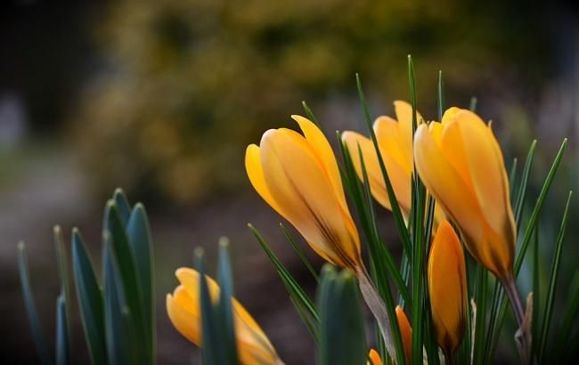 Праздник 8 марта: самые милые поздравления в стихах