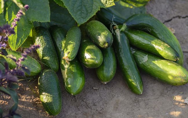 Огурцы, посаженные в конце июня этим хитрым способом, завалят вас урожаем