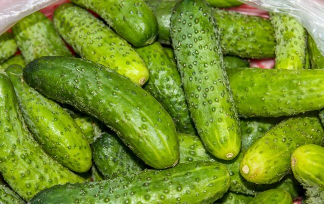 Посійте огірки в цей день і отримаєте добрий врожай: найкраща дата