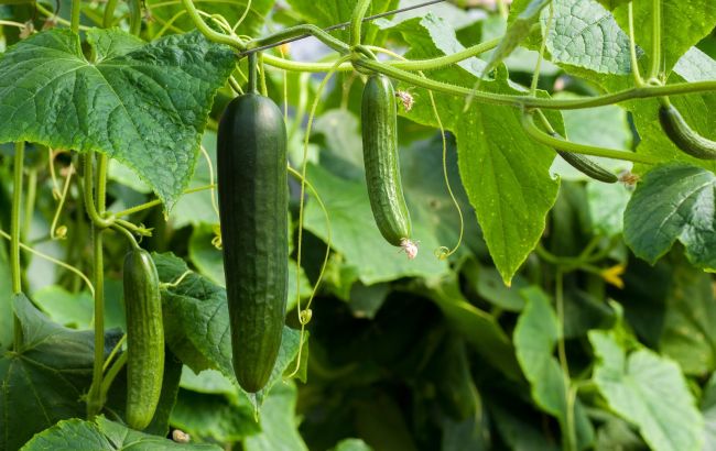 Обильный урожай и никаких вредителей: какие растения посадить возле огурцов