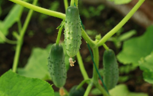 Коли садити огірки, щоб гарантовано отримати щедрий урожай