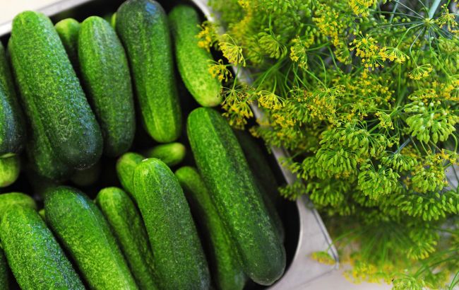 Ці прийоми допоможуть виростити хороший урожай хрумких огірків
