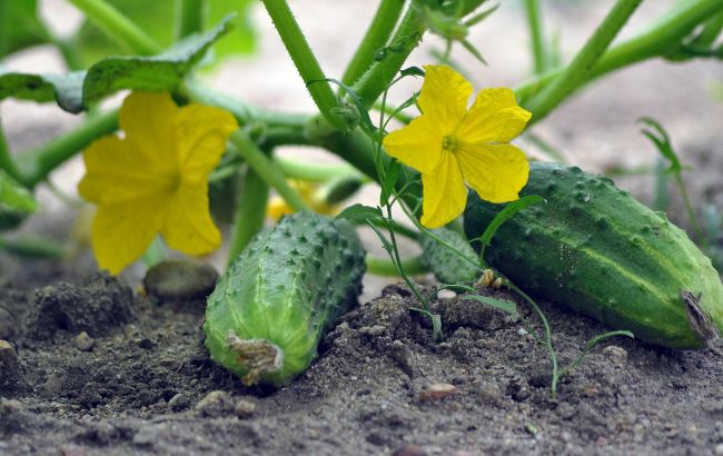 Огірки більше не будуть гіркими: поради, які точно виправлять проблему