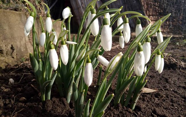 В Одессе среди зимы случилось весеннее чудо: люди любуются