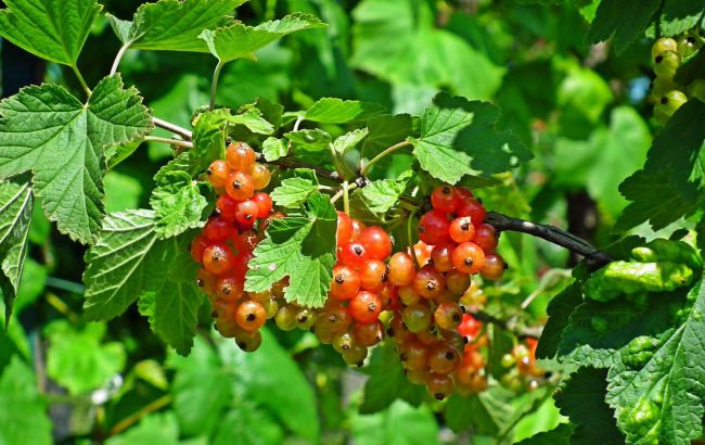 Делаем опору для кустов или цветов своими руками: бюджетно и навеки