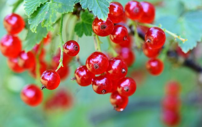 Як підготувати аґрус і смородину до зими, щоб зібрати потім рекордний урожай
