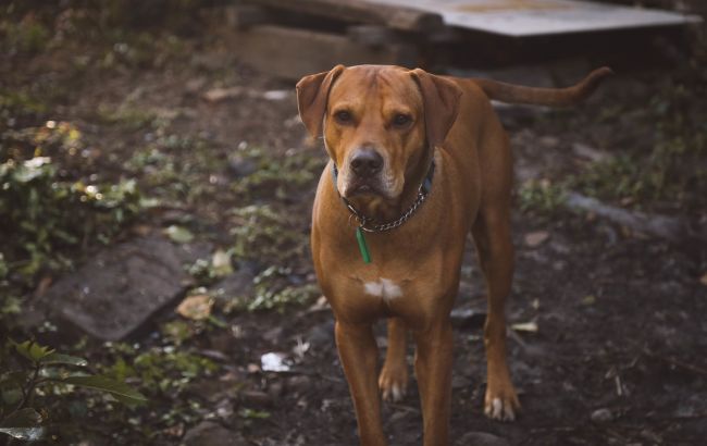 Ученые выяснили, почему собаки бегают за машинами и бросаются на них