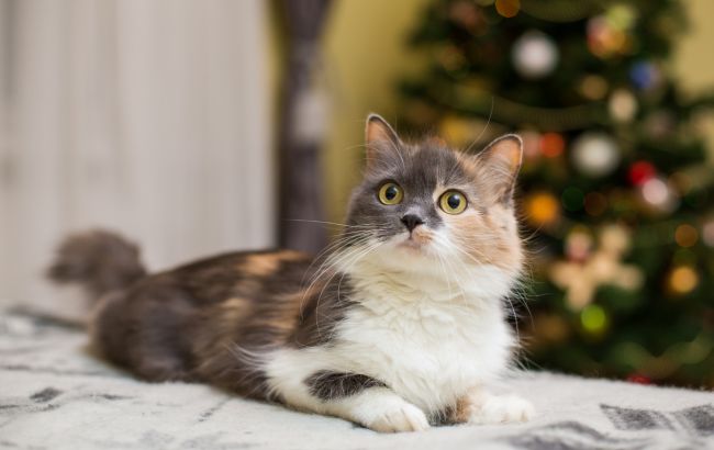 Інакше біди не уникнути! 4 правила, які допоможуть вберегти кота від новорічної ялинки