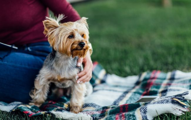 Киянин бив свою собаку під час прогулянки: Поліція відкрила справу