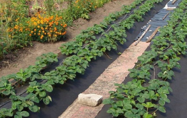Чим підгодувати полуницю восени, щоб на наступний рік мати великий врожай