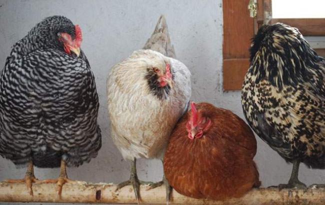 Йорданія зняла обмеження на постачання української продукції птахівництва