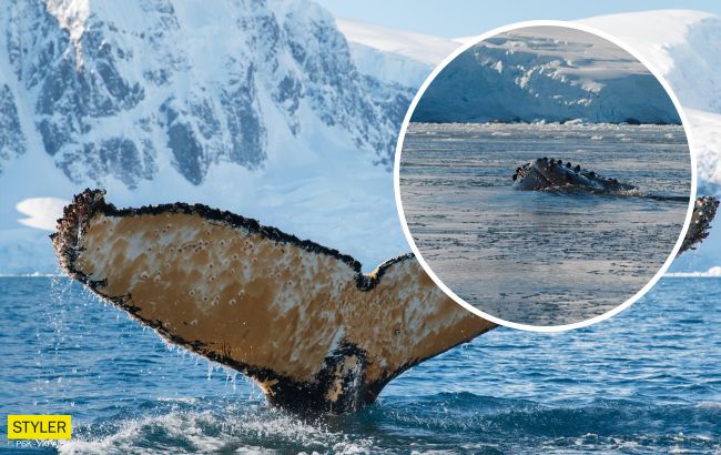 Придется петь колыбельную: украинские полярники разбудили мощного зверя