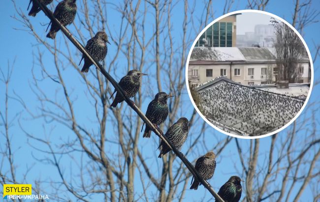 Одесу атакували голодні шпаки: жителі міста налякані (відео)