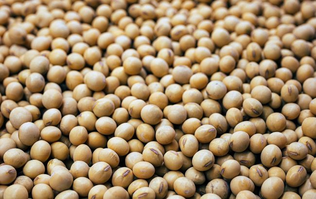 Суперпродукт для ваших м'язів: чому варто додати сою у свій раціон