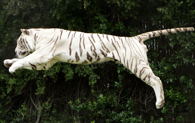 Рік Тигра 2022 подарує важливі зміни трьом знакам Зодіаку, яких побоювалася сама Ванга