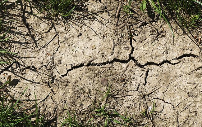 Четверть территории Украины охвачена засухой, - Укргидрометцентр