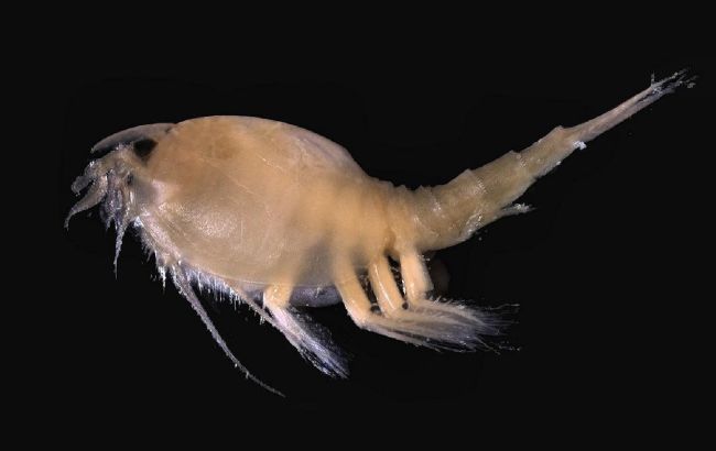 На популярном украинском курорте отдыхающих атакуют морские блохи