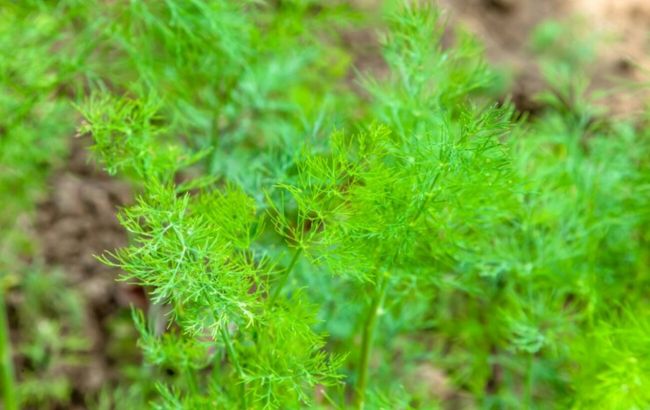 Худшие соседи: вот где категорически нельзя сажать укроп