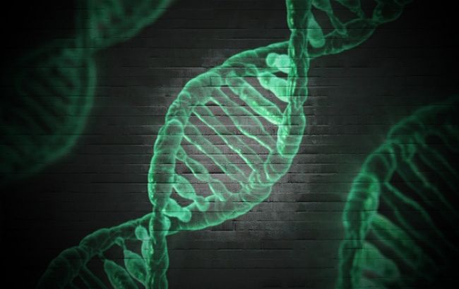 У людей исчезнет Y-хромосома: что будет с мужчинами