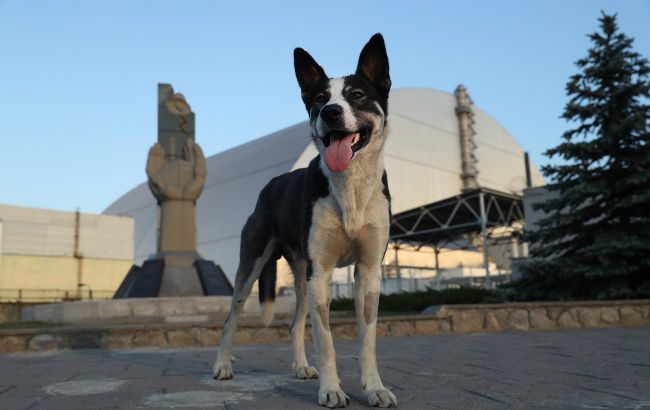 Аварія на ЧАЕС: зворушлива історія про те, як маленька дівчинка врятувала свою собаку