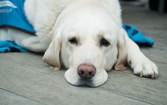 Що робити, якщо собаку вкусив кліщ і скільки коштує лікування