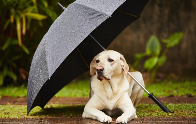 Погода на завтра: в Украине местами дожди, температура до +11