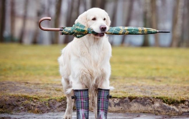 Погода на сегодня: в Украине местами дожди, температура до +9